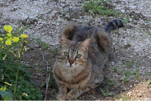 &Chi;ά&theta;&eta;&kappa;&epsilon; &gamma;&kappa;&rho;&iota; &tau;&iota;&gamma;&rho;έ &Gamma;ά&tau;&alpha;, &Kappa;&omicron;&rho;&iota;&nu;&theta;ί&alpha;