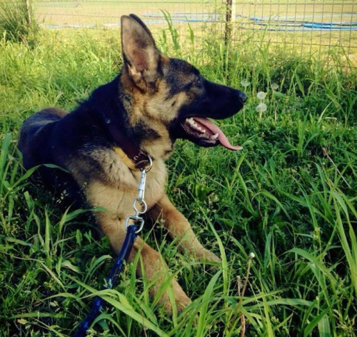 Χάθηκε λυκόσκυλο, Γιαννιτσά