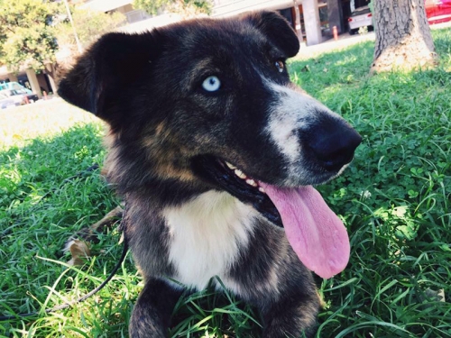 Βρέθηκε σκύλος, Επανωμή