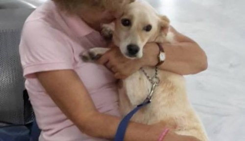 Χάθηκε μπεζ σκυλάκι, Ηράκλειο