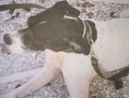 &Chi;ά&theta;&eta;&kappa;&epsilon; &theta;&eta;&lambda;&upsilon;&kappa;ό &Pi;ό&iota;&nu;&tau;&epsilon;&rho;, &Mu;&epsilon;&lambda;ί&sigma;&sigma;&iota;&alpha;