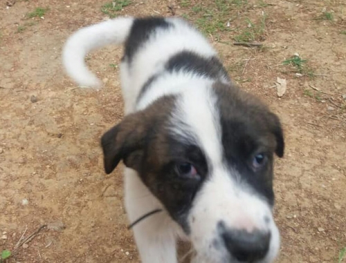 Βρέθηκε σκύλος, Ν. Κηφισιά