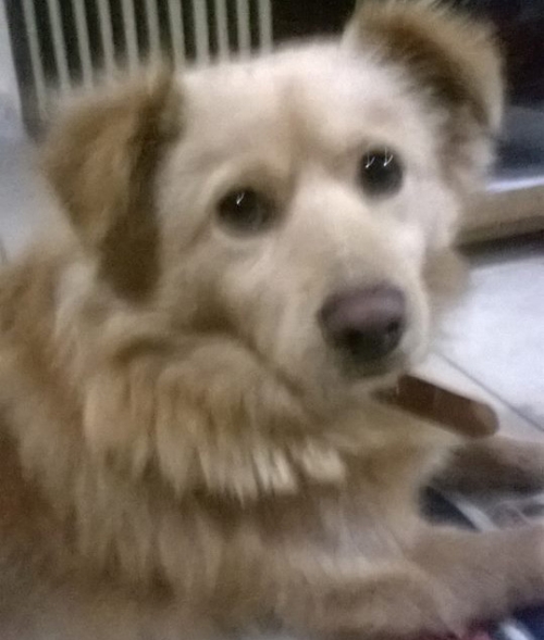 &Chi;ά&theta;&eta;&kappa;&epsilon; &mu;&pi;&epsilon;&zeta; &sigma;&kappa;ύ&lambda;&omicron;&sigmaf;, &Gamma;&lambda;&upsilon;&kappa;ά &Nu;&epsilon;&rho;ά