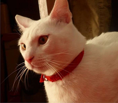 Χάθηκε λευκός γάτος, Θεσ/νικη