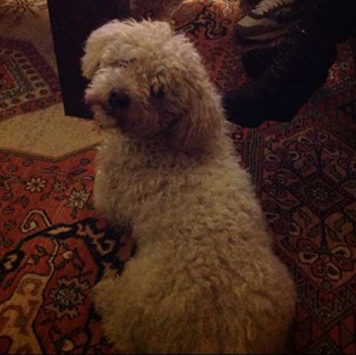 &Chi;ά&theta;&eta;&kappa;&epsilon; &lambda;&epsilon;&upsilon;&kappa;ό &sigma;&kappa;&upsilon;&lambda;ά&kappa;&iota;, &Mu;&pi;&omicron;&upsilon;&rho;&nu;ά&zeta;&iota;