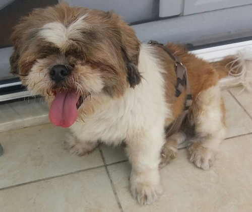 Βρέθηκε Σιχ Τσου, Άνω Ν. Σμύρνη