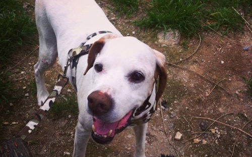 Χάθηκε λευκό μπεζ αρσενικό, Γκύζη