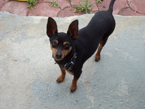 &Chi;ά&theta;&eta;&kappa;&epsilon; &Sigma;&kappa;ύ&lambda;&omicron;&sigmaf; &Pi;ί&nu;&sigma;&epsilon;&rho;, Ά&gamma;. &Alpha;&nu;&delta;&rho;έ&alpha;&sigmaf;, &Kappa;&alpha;&beta;ά&lambda;&alpha;