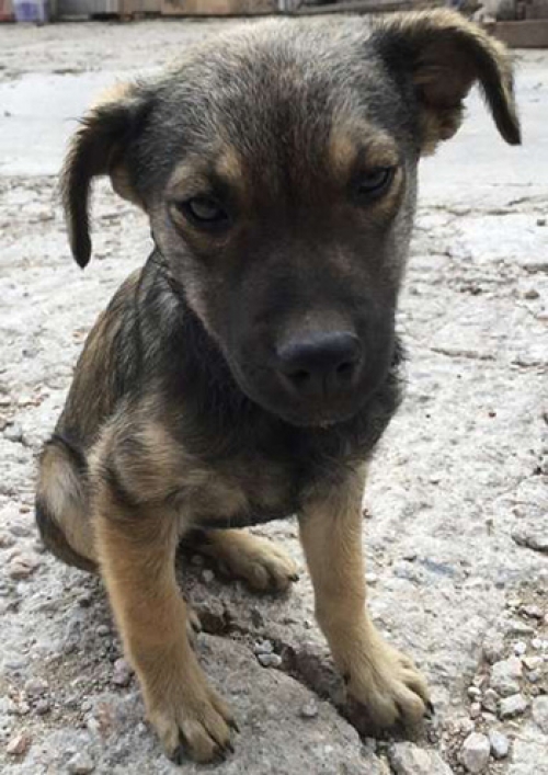 &Chi;ά&theta;&eta;&kappa;&epsilon; &sigma;&tau;&omicron; &Kappa;&alpha;&pi;&alpha;&nu;&delta;&rho;ί&tau;&iota;