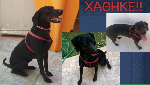 &Chi;ά&theta;&eta;&kappa;&epsilon; &mu;&alpha;ύ&rho;&omicron;&sigmaf; &sigma;&kappa;ύ&lambda;&omicron;&sigmaf;, &Gamma;&alpha;&lambda;ά&tau;&sigma;&iota;