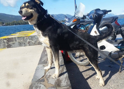 Χάθηκε μαύρος σκύλος, Πόρος