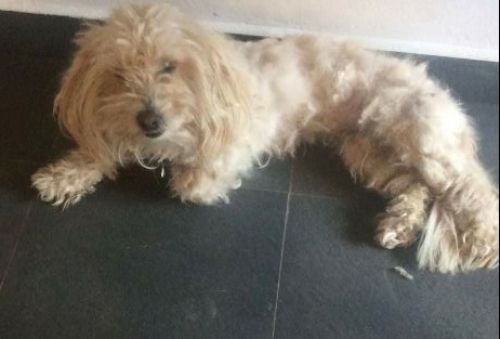 &Chi;ά&theta;&eta;&kappa;&epsilon; &sigma;&kappa;ύ&lambda;&omicron;&sigmaf; &kappa;&alpha;&nu;ί&sigmaf; &gamma;&kappa;&rho;&iota;&phi;ό&nu;, &Beta;&alpha;&rho;&upsilon;&mu;&pi;ό&mu;&pi;&eta;