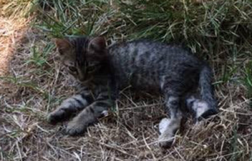 &Chi;ά&theta;&eta;&kappa;&epsilon; &tau;&iota;&gamma;&rho;έ &gamma;ά&tau;&alpha;, &Psi;&upsilon;&chi;&iota;&kappa;ό