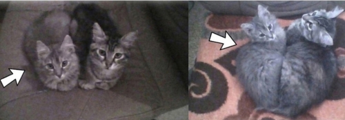 &Chi;ά&theta;&eta;&kappa;&epsilon; &eta;&mu;ί&alpha;&iota;&mu;&omicron; &gamma;&alpha;&tau;ά&kappa;&iota; &Pi;&epsilon;&rho;&sigma;ί&alpha;&sigmaf;, &Nu;. &Sigma;&mu;ύ&rho;&nu;&eta;