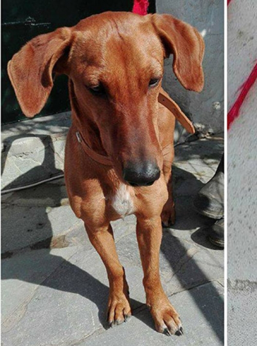 &Beta;&rho;έ&theta;&eta;&kappa;&epsilon; &kappa;&alpha;&phi;έ &alpha;&rho;&sigma;&epsilon;&nu;&iota;&kappa;ό&sigmaf;