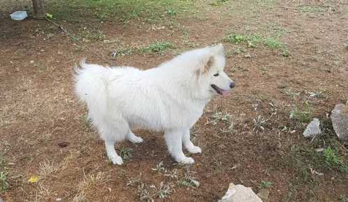 &Beta;&rho;έ&theta;&eta;&kappa;&epsilon; ά&sigma;&pi;&rho;&omicron; &Sigma;&pi;&iota;&tau;&sigmaf;, &Mu;&alpha;&rho;&omicron;ύ&sigma;&iota;