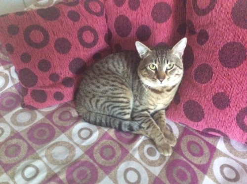 &Chi;ά&theta;&eta;&kappa;&epsilon; &gamma;&kappa;&rho;&iota; &Tau;&iota;&gamma;&rho;έ &Gamma;ά&tau;&omicron;&sigmaf;, &Pi;&epsilon;&iota;&rho;&alpha;&iota;ά&sigmaf;