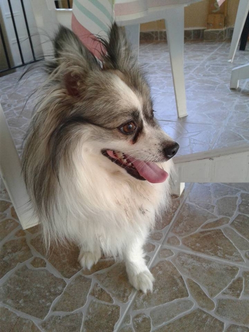 Βρέθηκε Πομεράνιαν, Αρτέμιδα