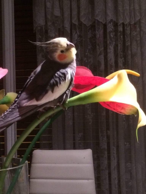 Χάθηκε παπαγαλάκι