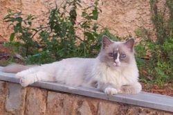 &Chi;ά&theta;&eta;&kappa;&epsilon; &gamma;ά&tau;&omicron;&sigmaf; Ragdoll, &Sigma;&tau;&alpha;&mu;ά&tau;&alpha; &Alpha;&tau;&tau;&iota;&kappa;ή&sigmaf;