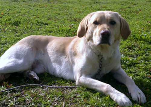 &Chi;ά&theta;&eta;&kappa;&epsilon; &sigma;&tau;&eta;&nu; &Alpha;&gamma;. &Beta;&alpha;&rho;&beta;ά&rho;&alpha;