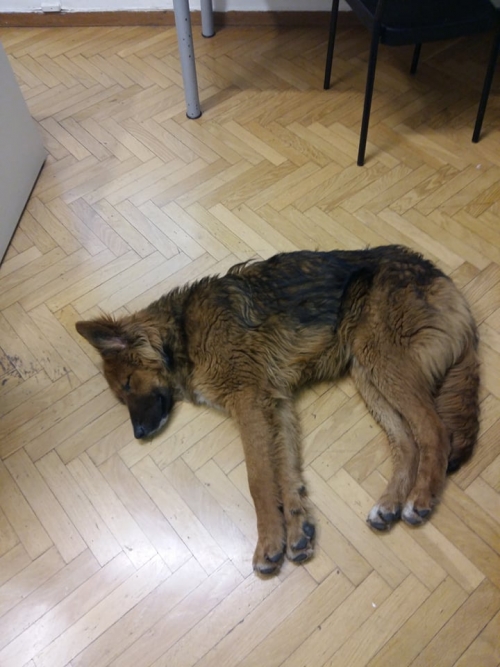 σκυλιτσα στα ανω πετραλωνα