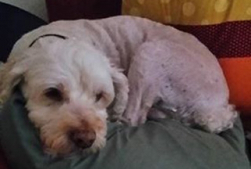 Χάθηκε λευκό Γκριφόν, Θέρμη