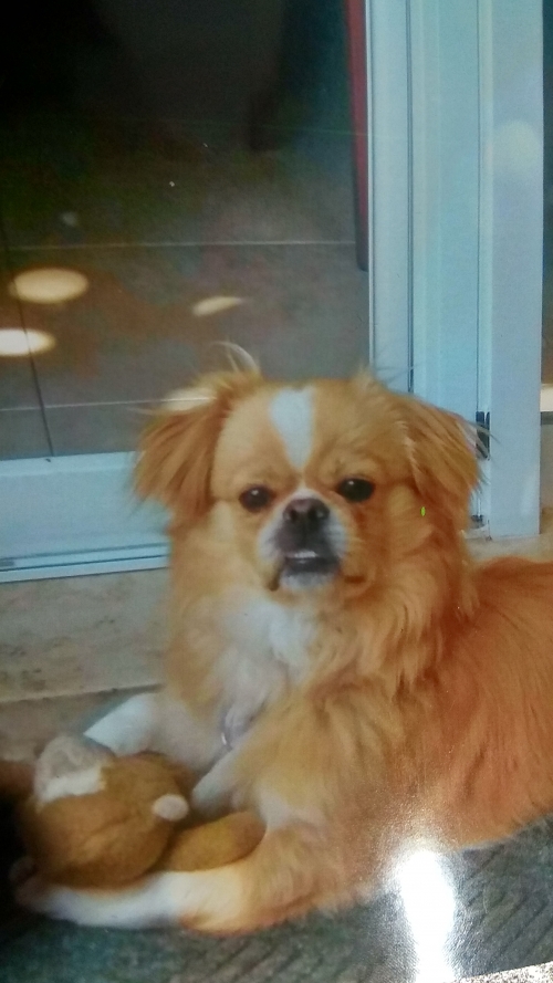 Χάθηκε πεκινουα