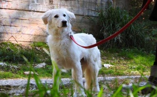 &Chi;ά&theta;&eta;&kappa;&epsilon; &Sigma;&kappa;ύ&lambda;&omicron;&sigmaf; Ά&sigma;&pi;&rho;&omicron; &Theta;&eta;&lambda;&upsilon;&kappa;ό, &Pi;. &Phi;ά&lambda;&eta;&rho;&omicron;