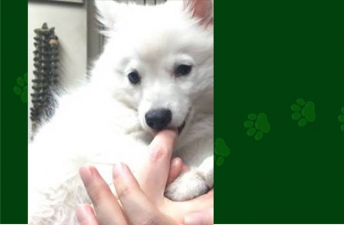 &Chi;ά&theta;&eta;&kappa;&epsilon; &alpha;&rho;&sigma;&epsilon;&nu;&iota;&kappa;ό &Sigma;&pi;ί&tau;&sigmaf;, &Alpha;&nu;&theta;&omicron;ύ&pi;&omicron;&lambda;&eta;