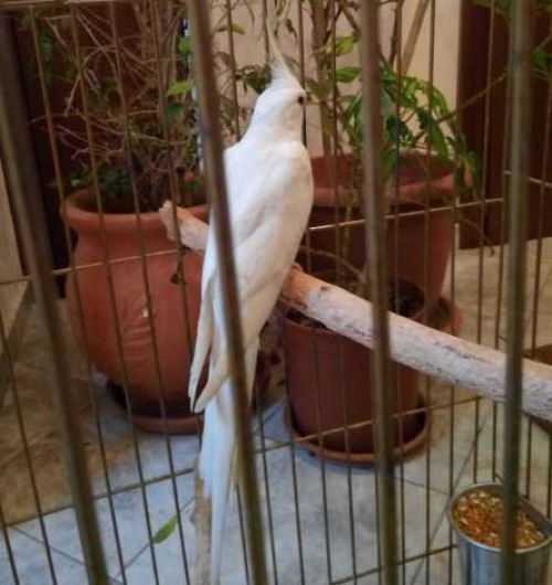 Χάθηκε παπαγάλος Κοκατίλ, Κατερίνη