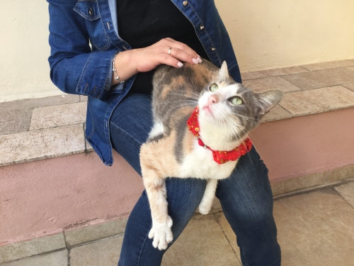 Βρέθηκε γάτα στο Μαρουσι