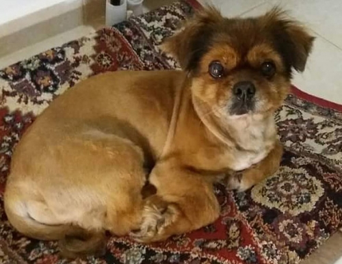 &Chi;ά&theta;&eta;&kappa;&epsilon; &kappa;&alpha;&phi;έ &sigma;&kappa;&upsilon;&lambda;ά&kappa;&iota;, &Eta;&rho;ά&kappa;&lambda;&epsilon;&iota;&omicron;