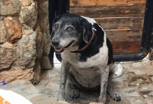 Βρέθηκε θηλυκό σκυλί, Μάτι Αττικής