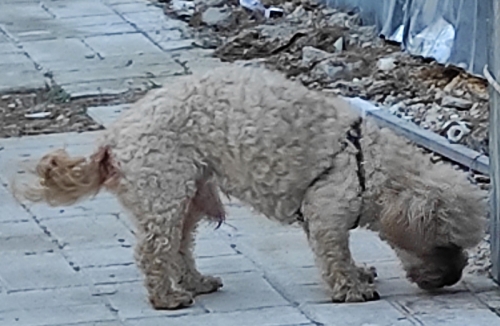 Βρέθηκε αρσενικό μαλτέζ, Άνω Γλυφάδα