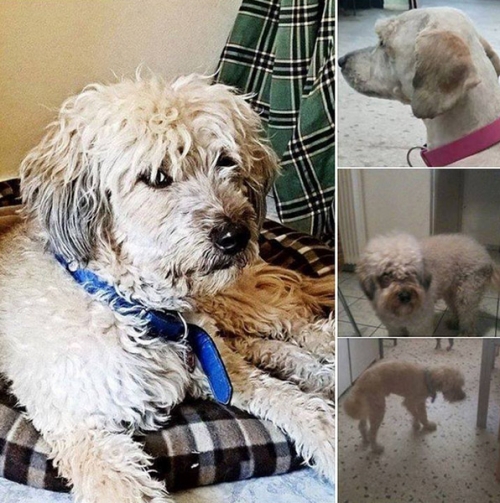 &Chi;ά&theta;&eta;&kappa;&epsilon; &alpha;&rho;&sigma;&epsilon;&nu;&iota;&kappa;ό &Gamma;&kappa;&rho;&iota;&phi;ό&nu;, &Chi;&alpha;&mu;ό&mu;&eta;&lambda;&omicron; (&Kappa;ό&kappa;&kappa;&iota;&nu;&omicron;&sigmaf; &Mu;ύ&lambda;&omicron;&sigmaf;)