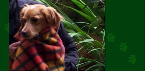 &Chi;ά&theta;&eta;&kappa;&epsilon; &Theta;&eta;&lambda;&upsilon;&kappa;ό &kappa;&alpha;&phi;έ &sigma;&kappa;&upsilon;&lambda;ά&kappa;&iota;, Ά&nu;&omega; &Nu;έ&alpha; &Sigma;&mu;ύ&rho;&nu;&eta;