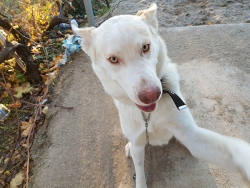 &Chi;ά&theta;&eta;&kappa;&epsilon; ά&sigma;&pi;&rho;&omicron;&sigmaf; &sigma;&kappa;ύ&lambda;&omicron;&sigmaf;, &Pi;&upsilon;&lambda;&alpha;ί&alpha;