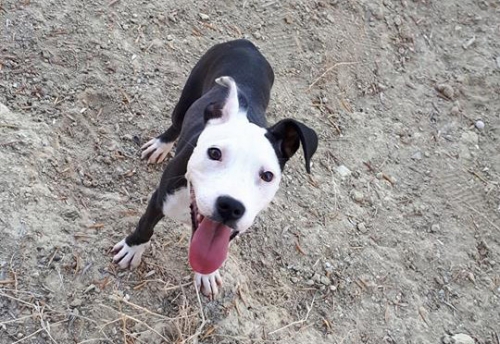 &Chi;ά&theta;&eta;&kappa;&epsilon; &Theta;&eta;&lambda;&upsilon;&kappa;ό &Pi;ί&tau;&mu;&pi;&omicron;&upsilon;&lambda;, &Eta;&rho;ά&kappa;&lambda;&epsilon;&iota;&omicron;