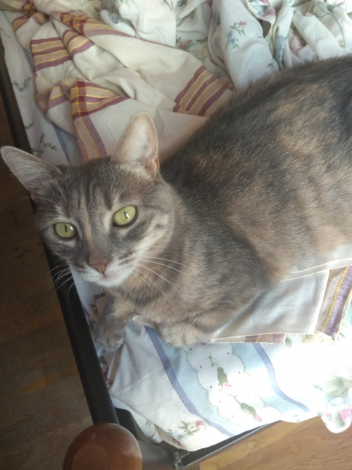 ΧΑΘΗΚΕ ΘΗΛΥΚΗ ΓΑΤΑ - ΔΙΝΕΤΑΙ ΑΜΟΙΒΗ