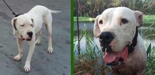Χάθηκε Dogo Argentino, Καλαμάτα
