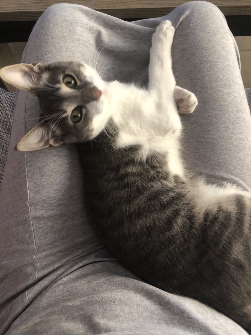 Χάθηκε στο Γέρακα