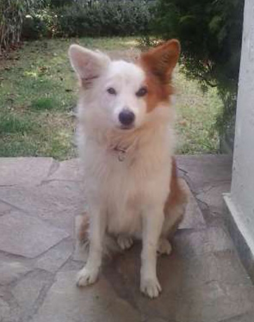 &Beta;&rho;έ&theta;&eta;&kappa;&epsilon; &lambda;&epsilon;&upsilon;&kappa;ό &kappa;&alpha;&phi;έ &sigma;&kappa;&upsilon;&lambda;ά&kappa;&iota;