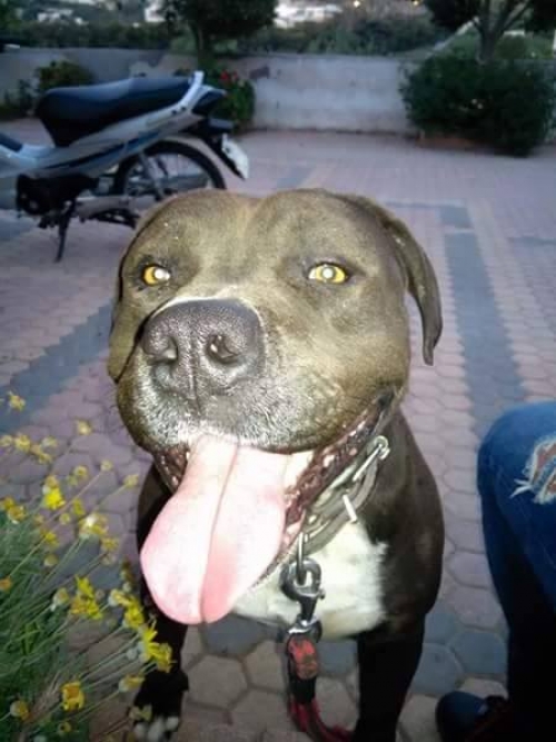 Χάθηκε Πιτ Μπουλ αρσενικό