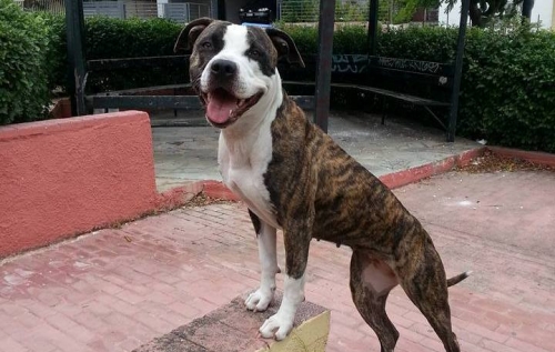 &Chi;ά&theta;&eta;&kappa;&epsilon; &Sigma;&kappa;ύ&lambda;&omicron;&sigmaf;, &Pi;ί&tau;&mu;&pi;&omicron;&upsilon;&lambda; &theta;&eta;&lambda;&upsilon;&kappa;ό, &Nu;έ&alpha; &Sigma;&mu;ύ&rho;&nu;&eta;