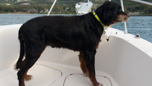 Χάθηκε Σετερ / Περιοχή Σκαραμαγκα