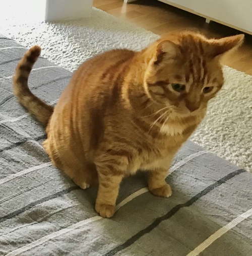 Χάθηκε γάτος στο Παλαιό Φάληρο