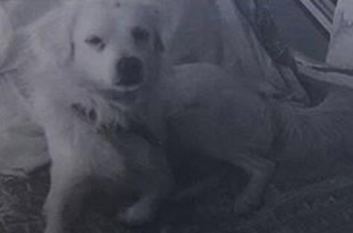 Χάθηκε λευκό Κοκόνι, Θεσσαλονίκη