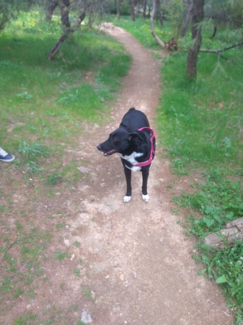 Χάθηκε ημίαιμο στα Καμίνια