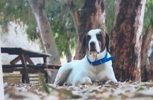 Χάθηκε άσπρος θηλυκός σκύλος, Λ. Αλεξάνδρας